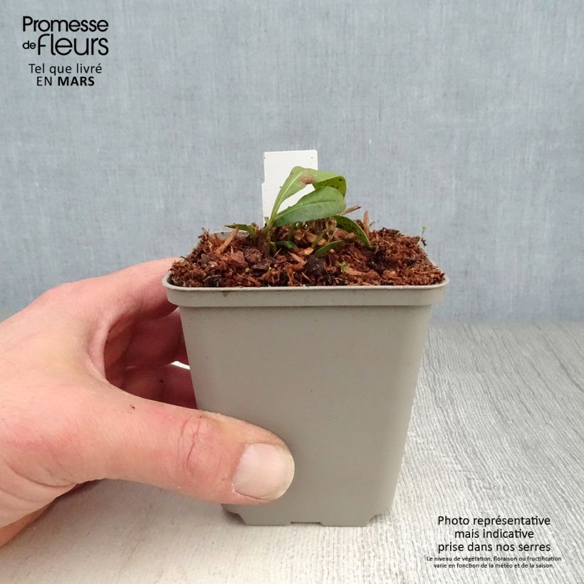 Spécimen de Coreopsis lanceolata Walter - Oeil de jeune fille Walter Godet de 8/9 cm tel que livré au printemps