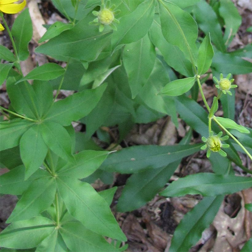 Coreopsis major (Feuillage)