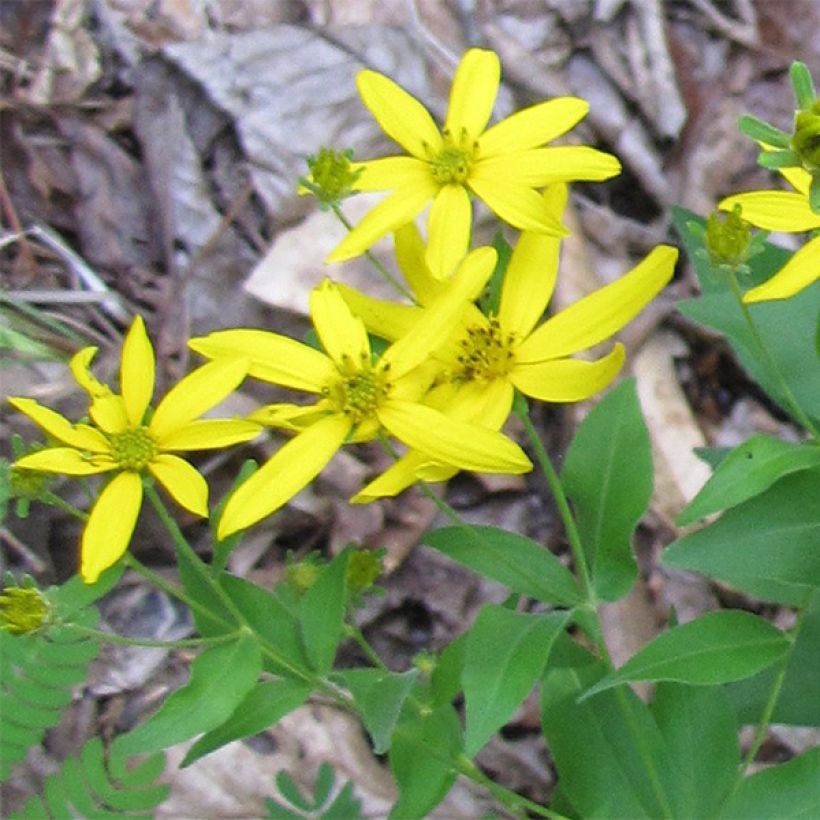 Coreopsis major (Floraison)