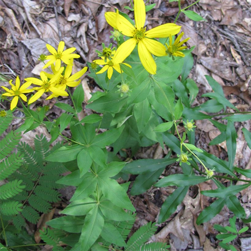 Coreopsis major (Port)