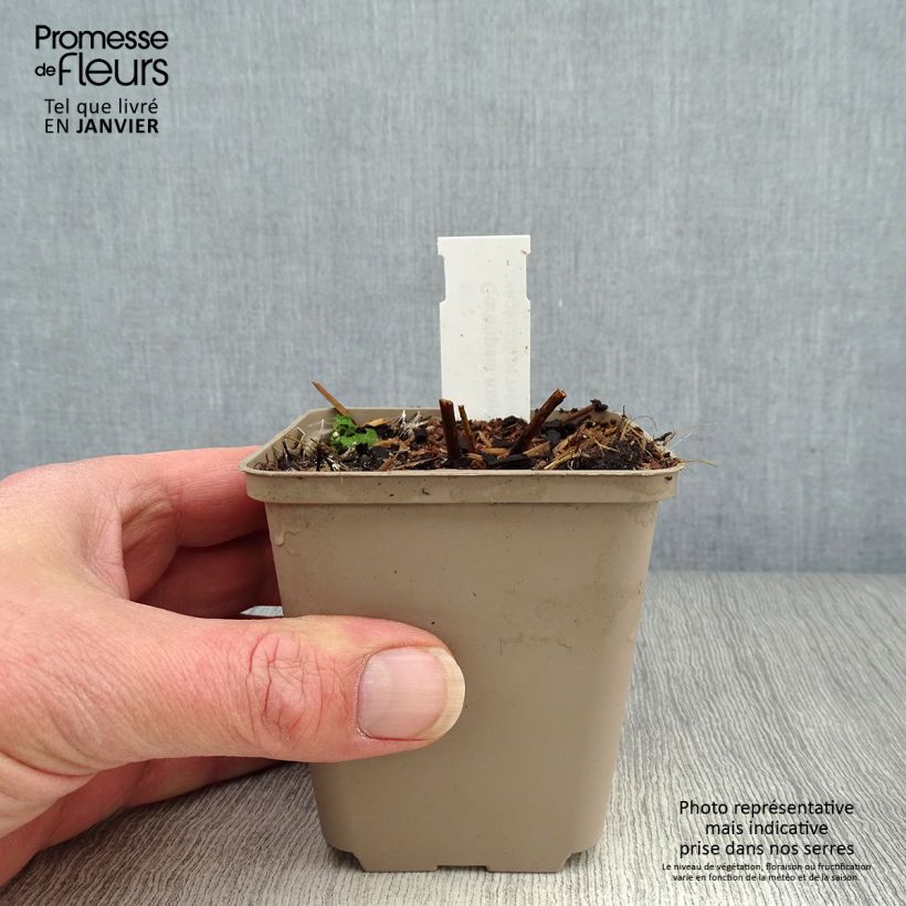 Spécimen de Coreopsis major Godet de 8/9 cm tel que livré en hiver