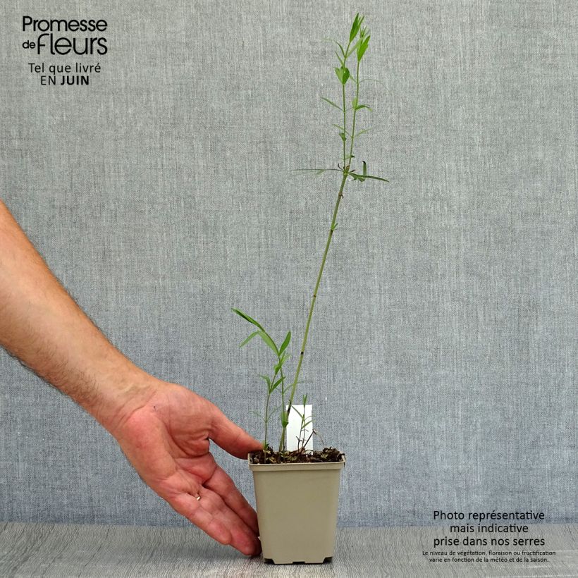 Spécimen de Coreopsis palmata Godet de 8/9 cm tel que livré en été