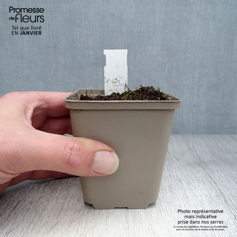 Spécimen de Coreopsis palmata Godet de 8/9 cm tel que livré en hiver