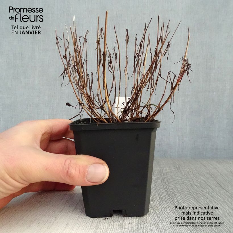 Spécimen de Coreopsis rosea American Dream Godet de 8/9 cm tel que livré en hiver