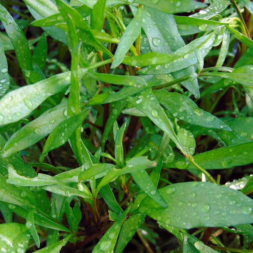 Coreopsis rosea Heaven's Gate (Feuillage)