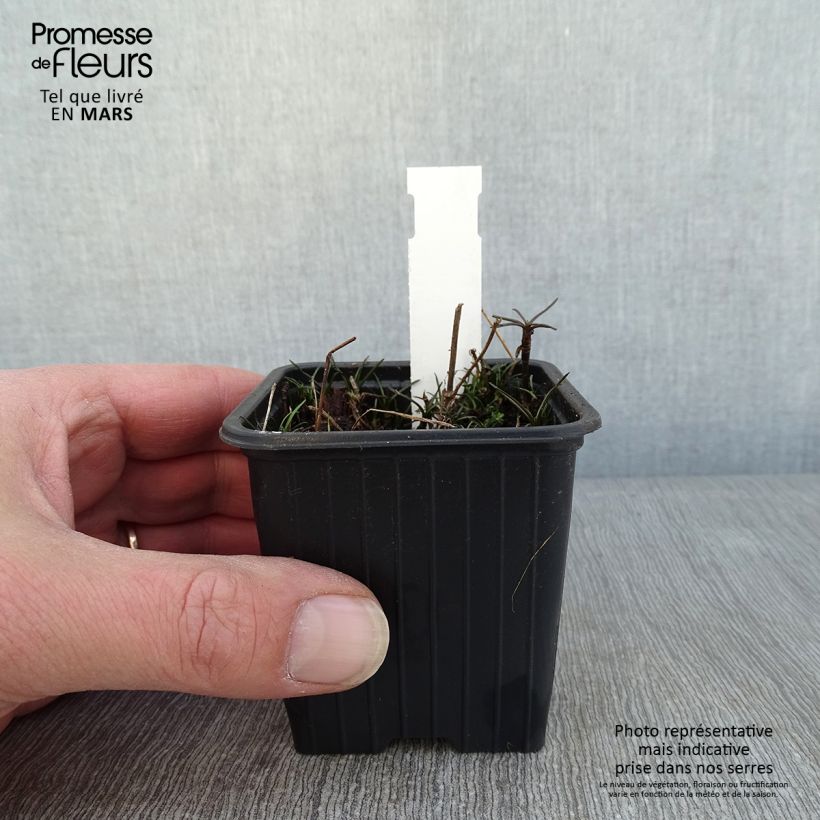 Spécimen de Coreopsis rosea Nana Godet de 8/9 cm tel que livré en hiver