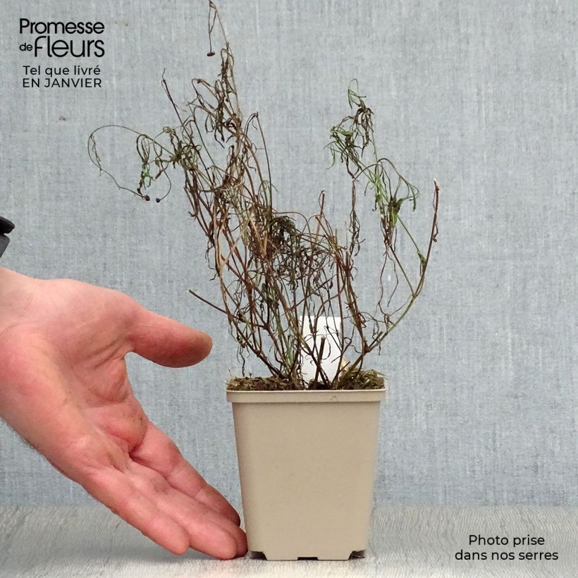 Spécimen de Coreopsis rosea Sweet Dreams Godet de 8/9 cm tel que livré en hiver