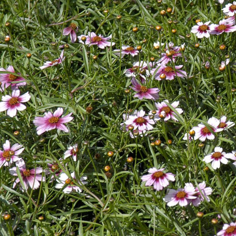 Coreopsis rosea Sweet Dreams (Floraison)