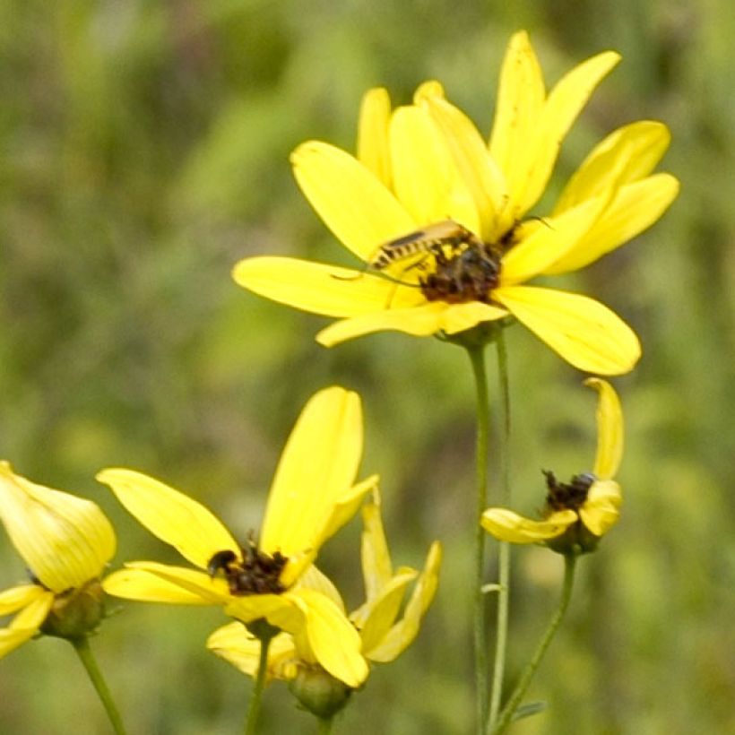 Coreopsis tripteris - Grand coréopsis (Floraison)