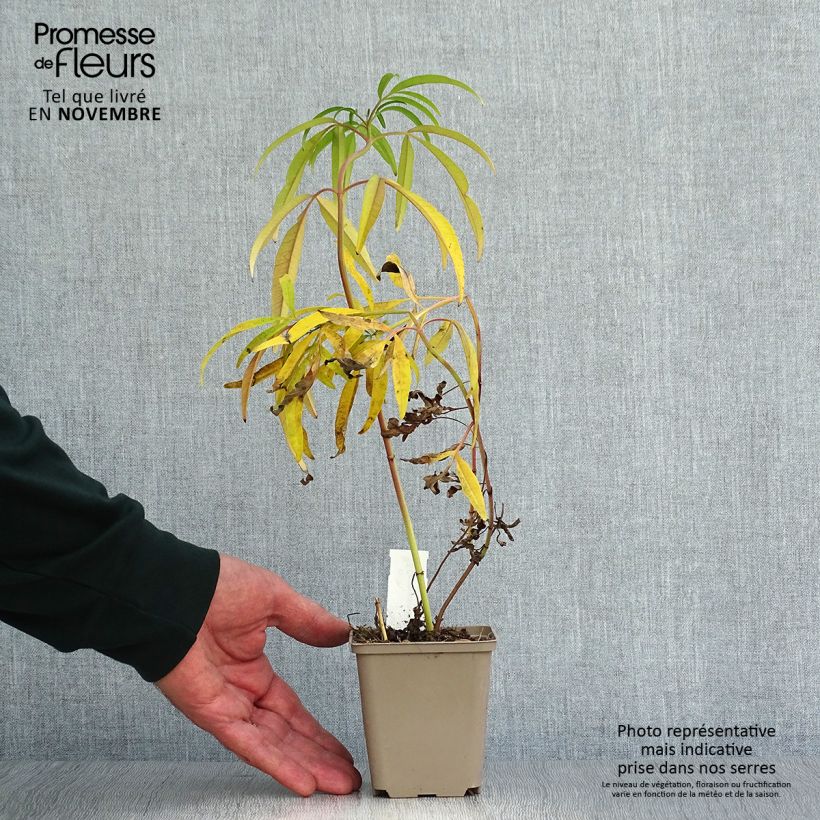 Spécimen de Coreopsis tripteris - Grand coréopsis Godet de 8/9 cm tel que livré en automne