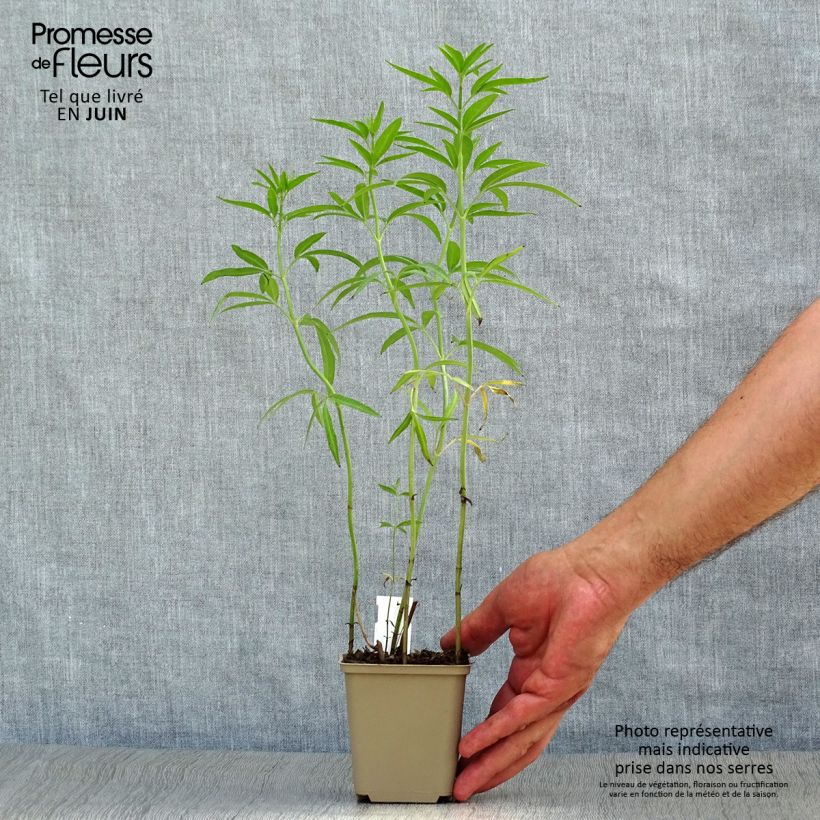 Spécimen de Coreopsis tripteris - Grand coréopsis Godet de 8/9 cm tel que livré en été