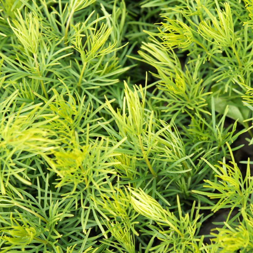 Coreopsis verticilata Sunbeam (Feuillage)