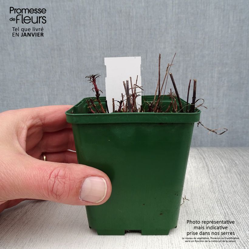 Spécimen de Coreopsis verticilata Sunbeam Godet de 8/9 cm tel que livré en hiver