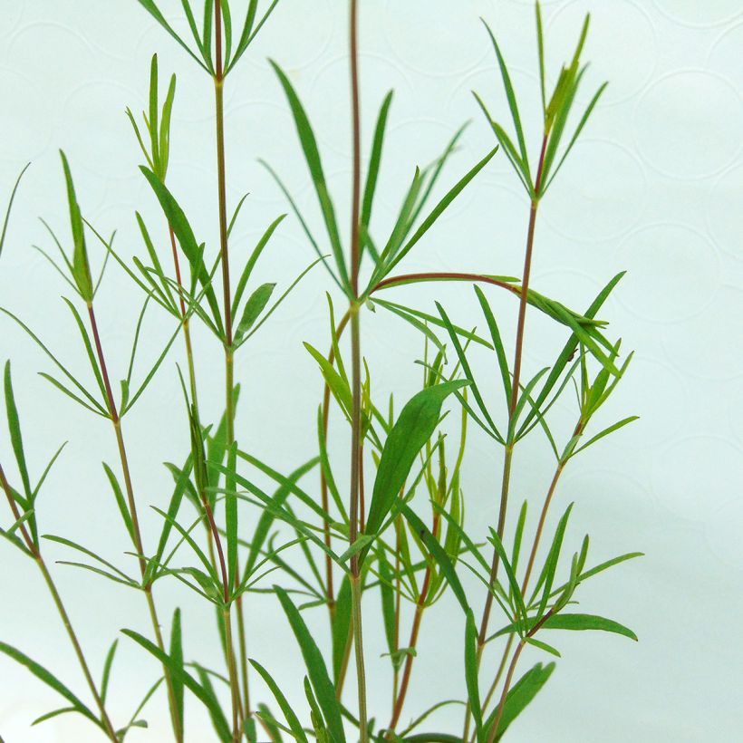 Coreopsis verticillata Moonbeam (Clair de Lune) - Coréopsis verticillé (Feuillage)