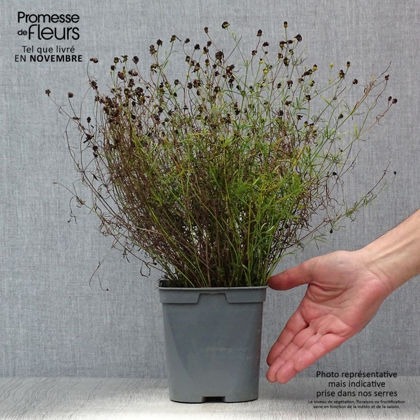 Spécimen de Coreopsis verticillata Moonbeam (Clair de Lune) - Coréopsis verticillé Pot de 2L/3L tel que livré en automne