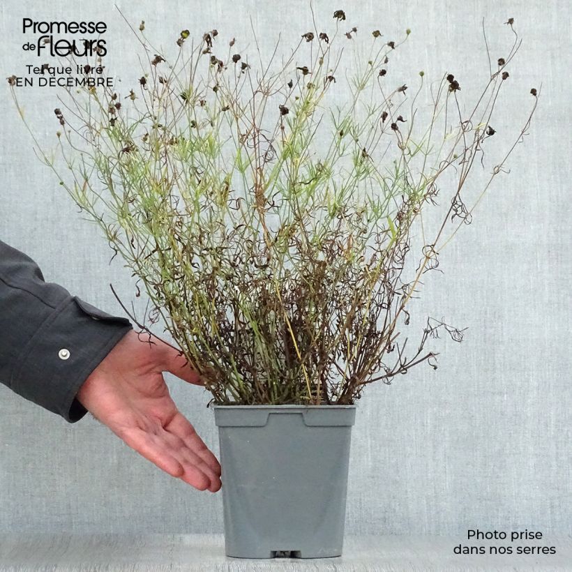Spécimen de Coreopsis verticillata Moonbeam (Clair de Lune) - Coréopsis verticillé Pot de 2L/3L tel que livré en hiver