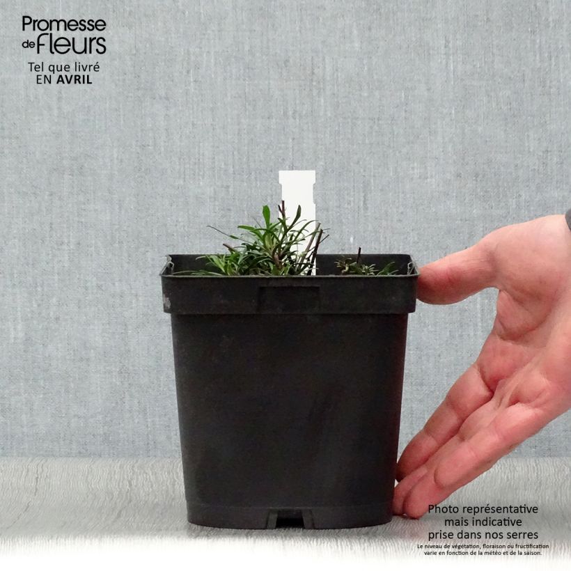 Spécimen de Coreopsis verticillata Moonbeam (Clair de Lune) - Coréopsis verticillé Pot de 2L/3L tel que livré au printemps