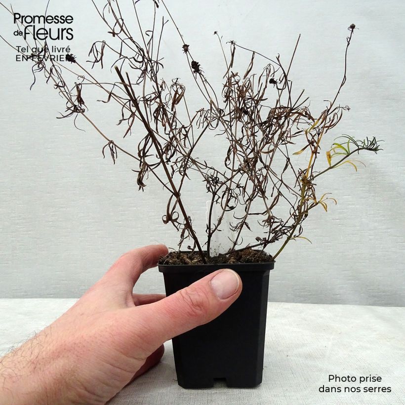 Spécimen de Coreopsis verticillata Moonbeam (Clair de Lune) - Coréopsis verticillé Godet de 7/8 cm tel que livré en hiver