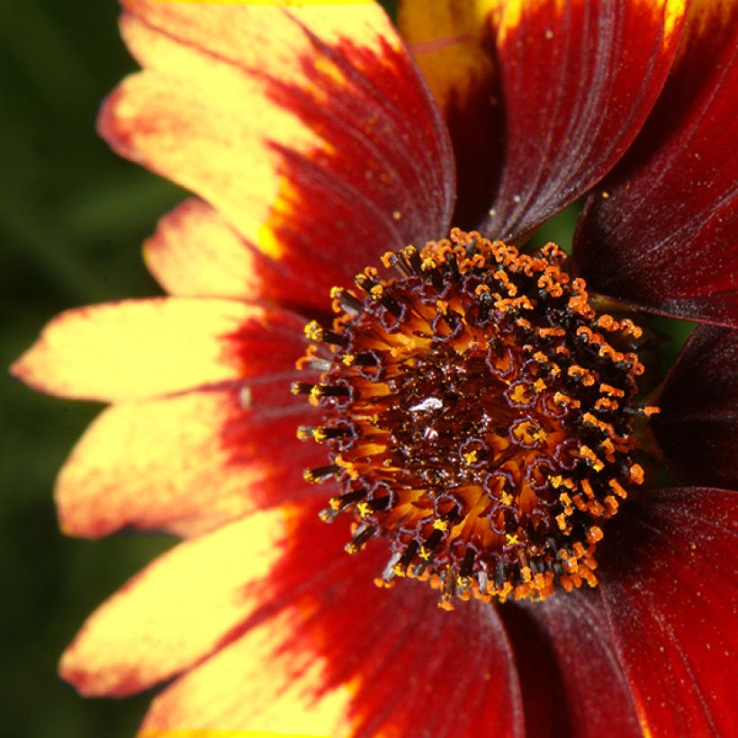 Coreopsis verticillata Route 66 (Floraison)