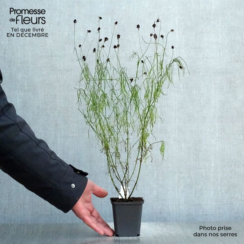 Spécimen de Coreopsis verticillata Route 66 Godet de 8/9 cm tel que livré en hiver