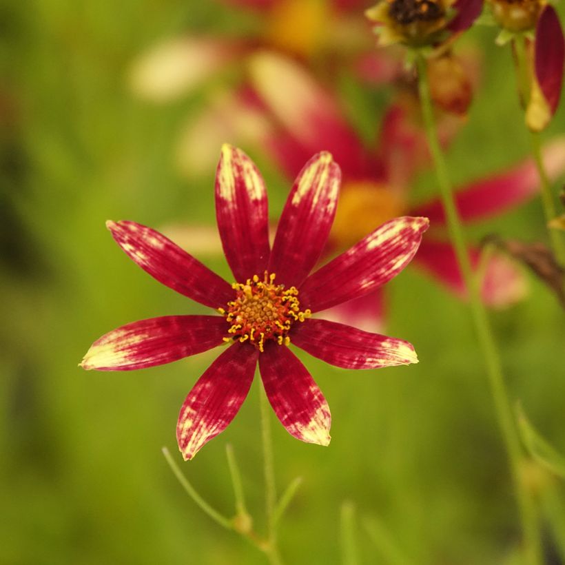 Coreopsis verticillata Route 66 (Floraison)
