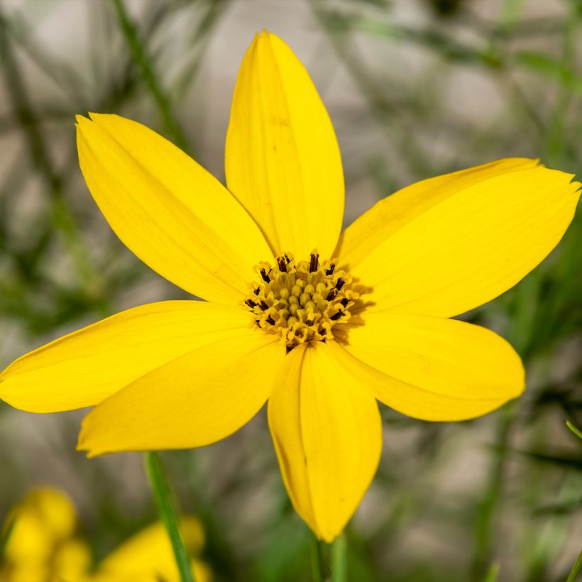 Coreopsis verticillata Zagreb - Coréopsis verticillé (Floraison)