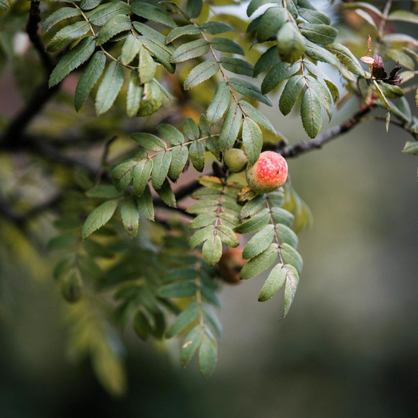 Cormier, Sorbier domestique - Sorbus domestica (Feuillage)