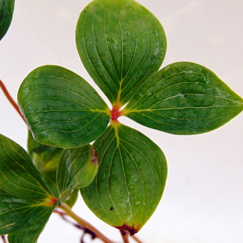 Cornouiller du Canada - Cornus canadensis (Feuillage)