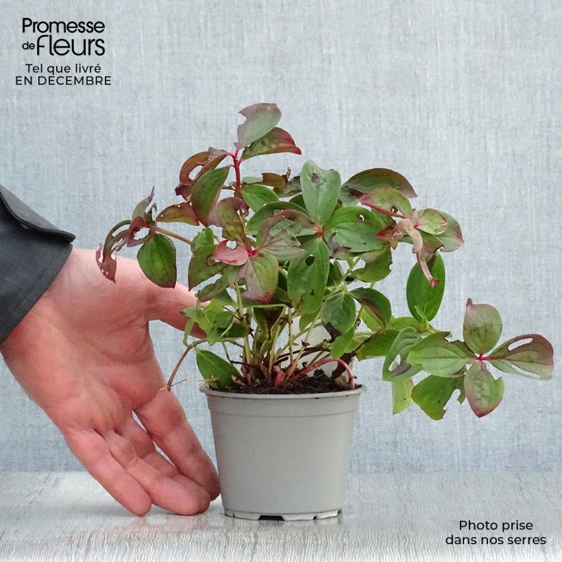 Spécimen de Cornouiller du Canada - Cornus canadensis Godet de 8/9 cm tel que livré en hiver