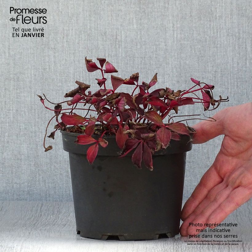 Spécimen de Cornouiller du Canada - Cornus canadensis Pot de 2L/3L tel que livré en hiver