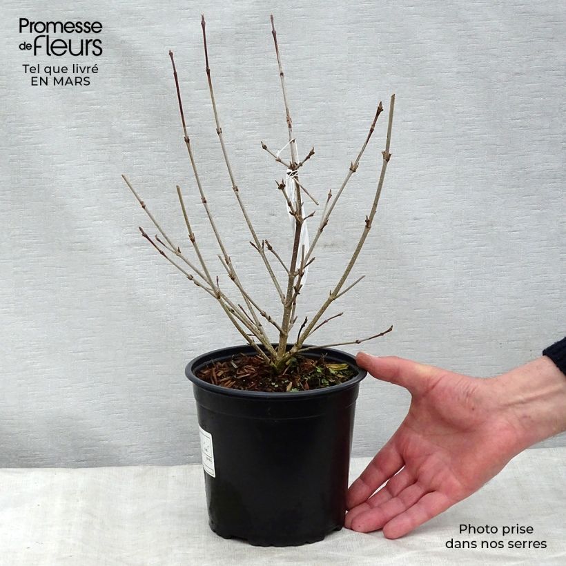 Spécimen de Cornus kousa - Cornouiller du Japon Pot de 2L/3L tel que livré en hiver
