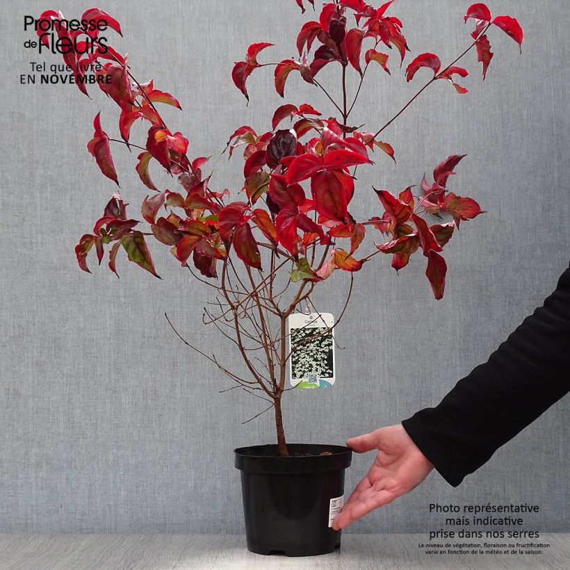 Spécimen de Cornus kousa - Cornouiller du Japon Pot de 2L/3L tel que livré en automne
