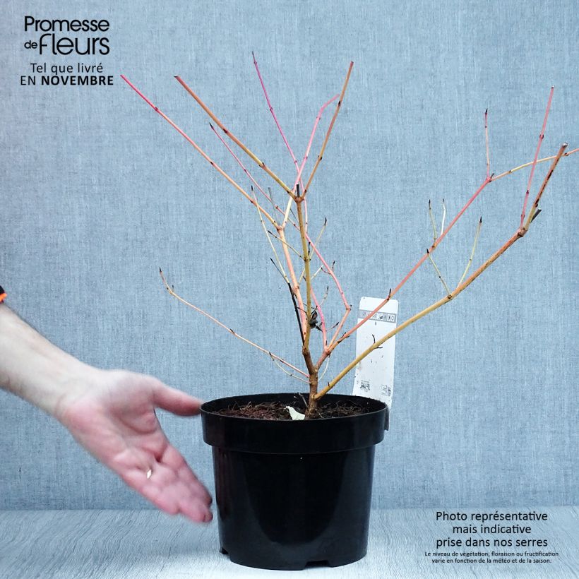 Spécimen de Cornus sanguinea Anny's Winter Orange - Cornouiller sanguin Pot de 2L/3L tel que livré en automne