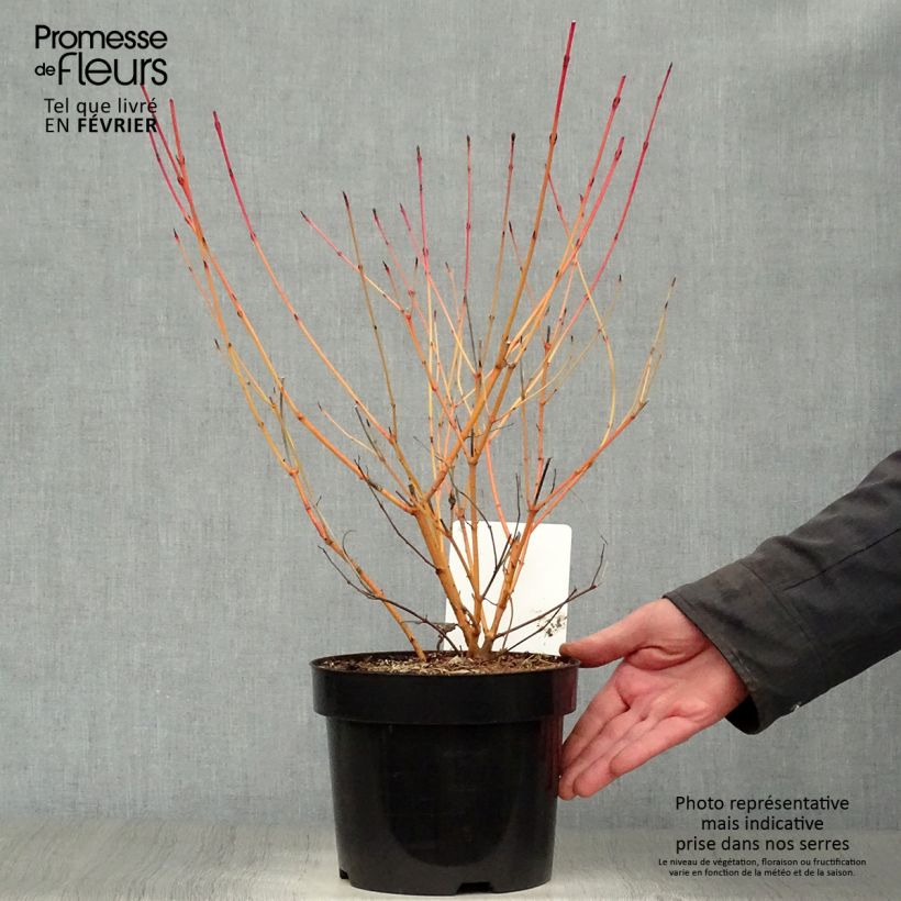 Spécimen de Cornus sanguinea Anny's Winter Orange - Cornouiller sanguin Pot de 2L/3L tel que livré en hiver