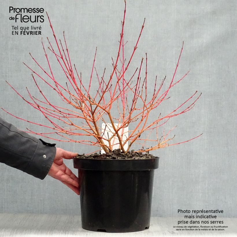 Spécimen de Cornus sanguinea Anny's Winter Orange - Cornouiller sanguin Pot de 7,5L/10L tel que livré en hiver