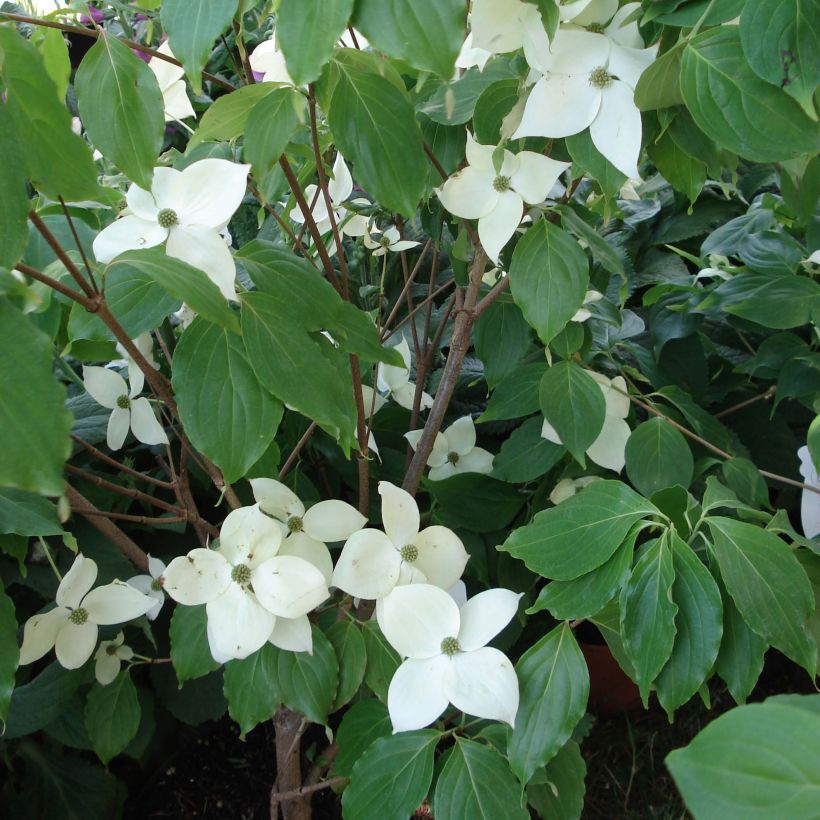 Cornus Eddie's White Wonder - Cornouiller hybride. (Port)