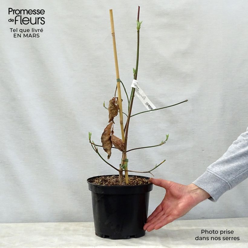 Spécimen de Cornus Eddie's White Wonder - Cornouiller hybride. Pot de 4L/5L tel que livré au printemps