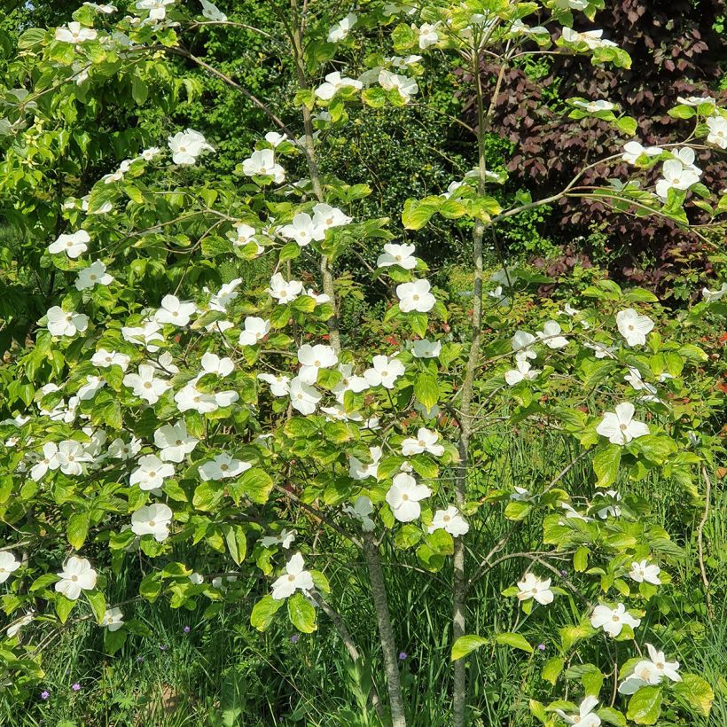 Cornus Eddie's White Wonder - Cornouiller hybride. (Port)
