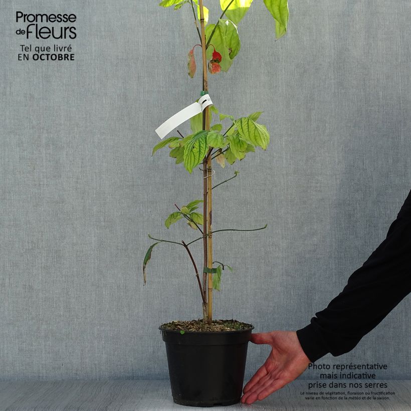 Spécimen de Cornus Eddie's White Wonder - Cornouiller hybride. Pot de 4L/5L tel que livré en automne