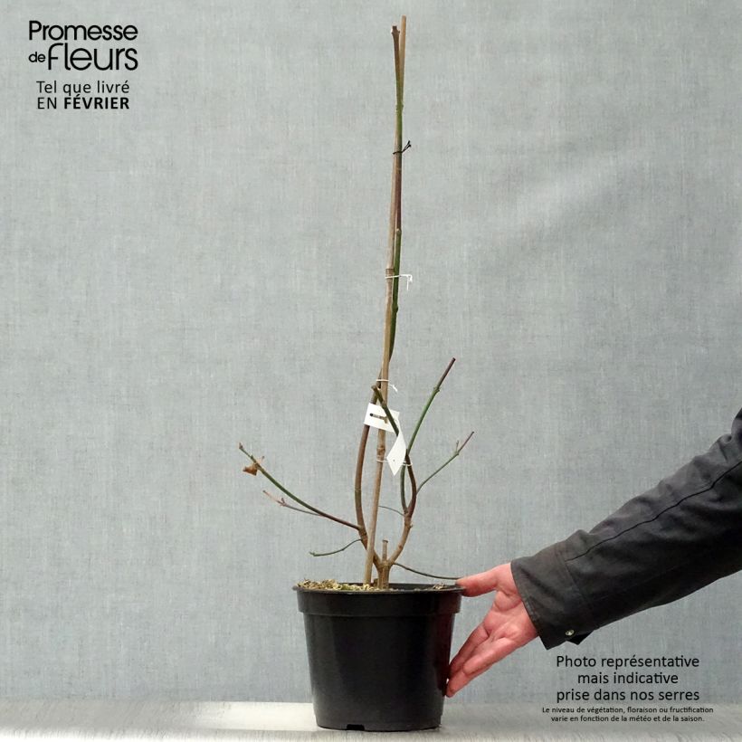 Spécimen de Cornus Eddie's White Wonder - Cornouiller hybride. Pot de 4L/5L tel que livré en hiver