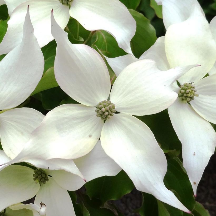 Cornus kousa Weisse Fontaine - Cornouiller du Japon (Floraison)
