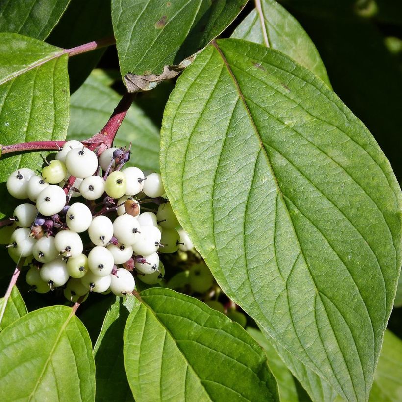 Cornus alba - Cornouiller blanc (Feuillage)