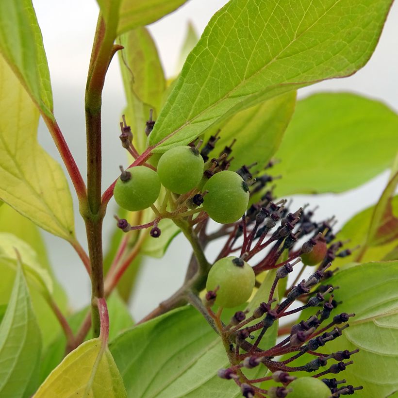 Cornus alba Aurea - Cornouiller blanc (Récolte)