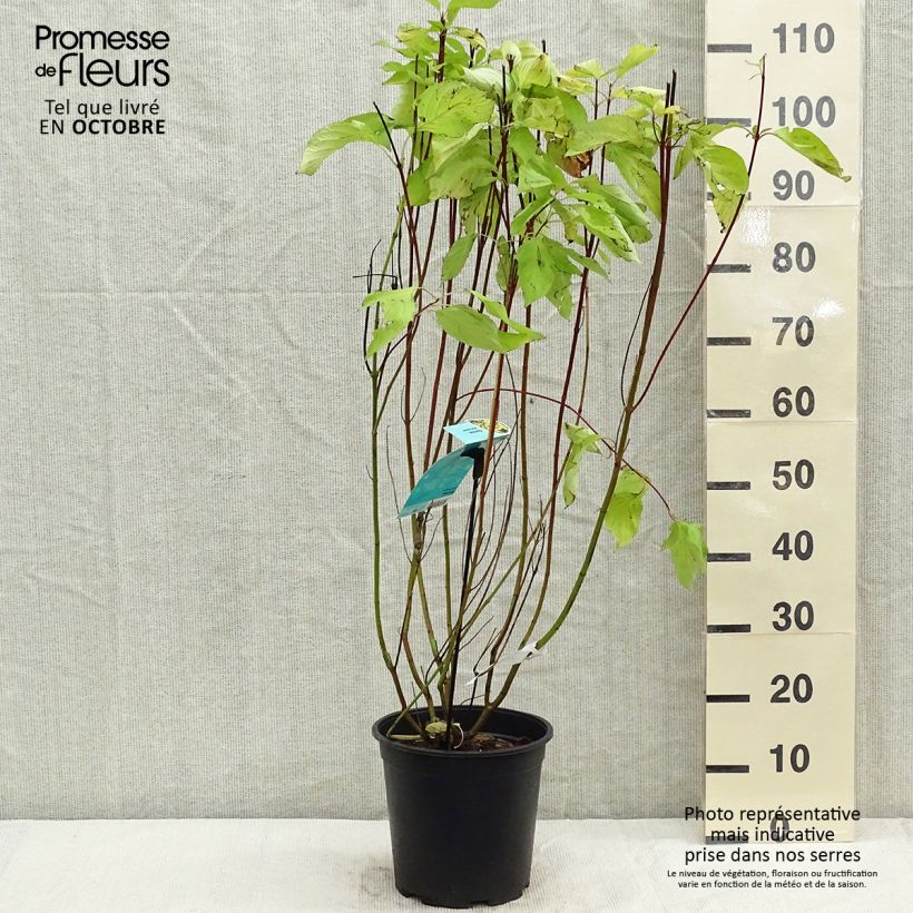 Spécimen de Cornus alba Aurea - Cornouiller blanc Pot de 7,5L/10L tel que livré en automne