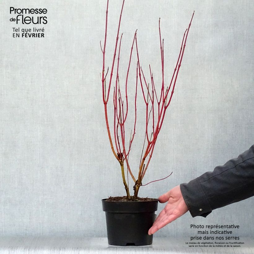 Spécimen de Cornus alba Aurea - Cornouiller blanc Pot de 2L/3L tel que livré en hiver
