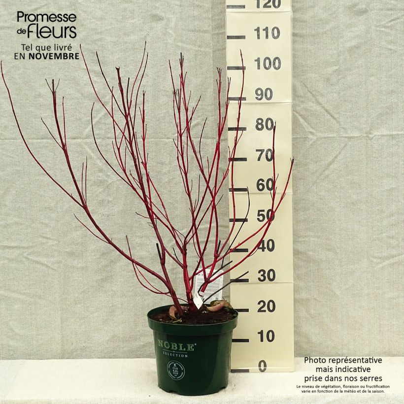 Spécimen de Cornus alba Baton Rouge - Cornouiller blanc à bois rouge Pot de 4L/5L tel que livré en automne