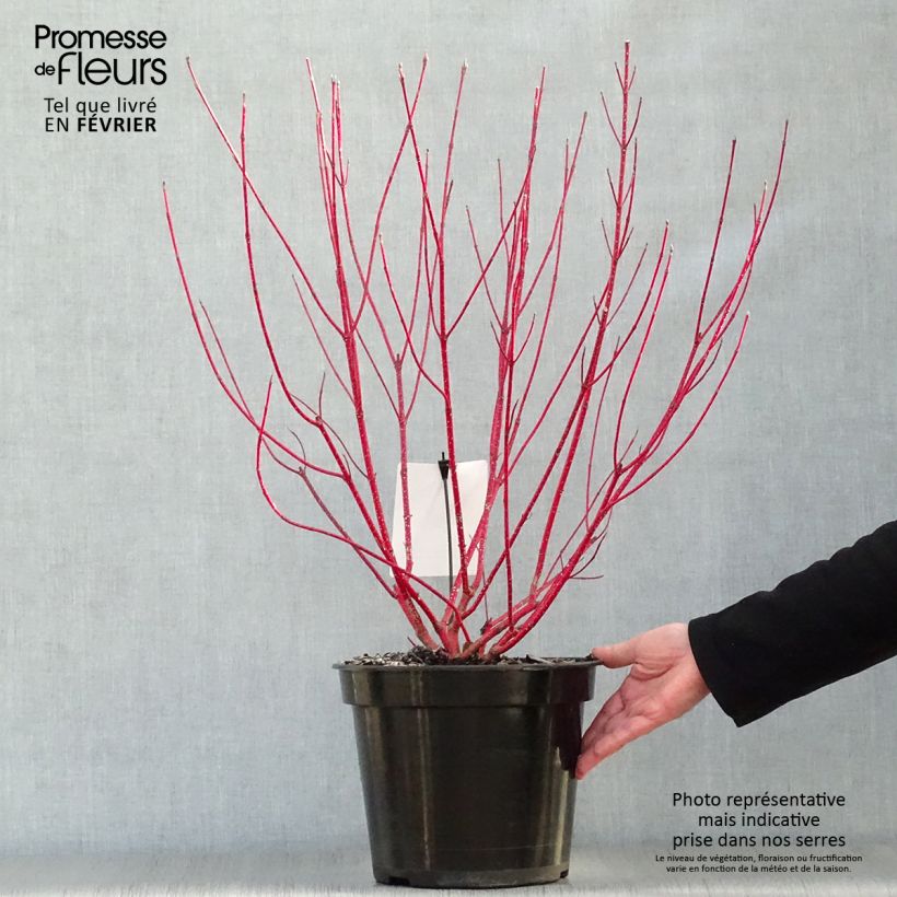 Spécimen de Cornus alba Baton Rouge - Cornouiller blanc à bois rouge Pot de 4L/5L tel que livré en hiver