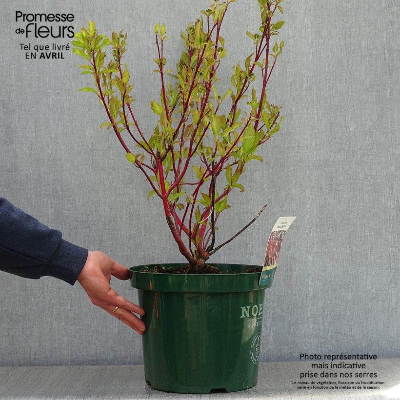 Spécimen de Cornus alba Baton Rouge - Cornouiller blanc à bois rouge Pot de 4L/5L tel que livré au printemps