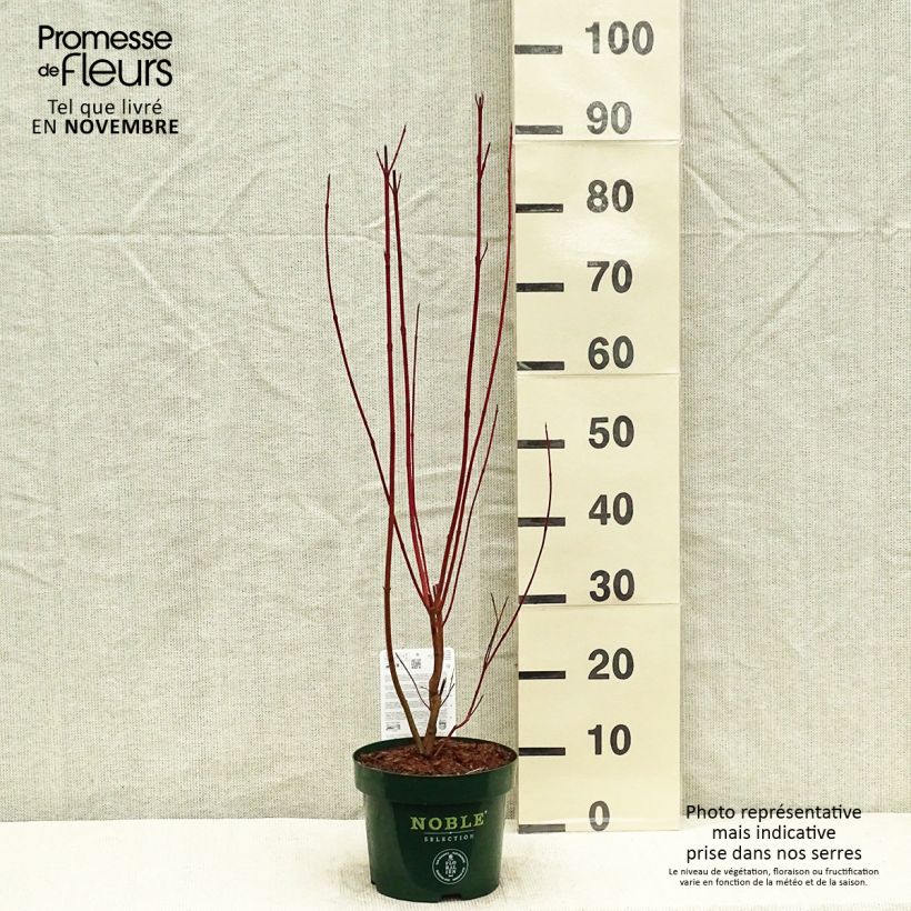 Spécimen de Cornus alba Baton Rouge - Cornouiller blanc à bois rouge Pot de 2L/3L tel que livré en automne