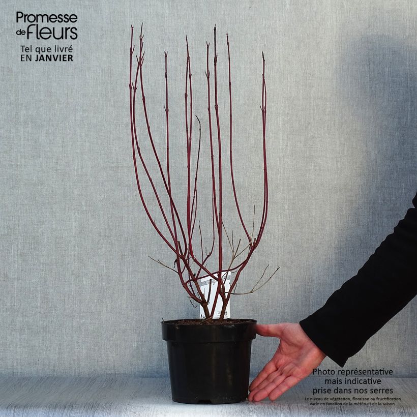 Spécimen de Cornus alba Cream Cracker - Cornouiller blanc Pot de 2L/3L tel que livré en hiver